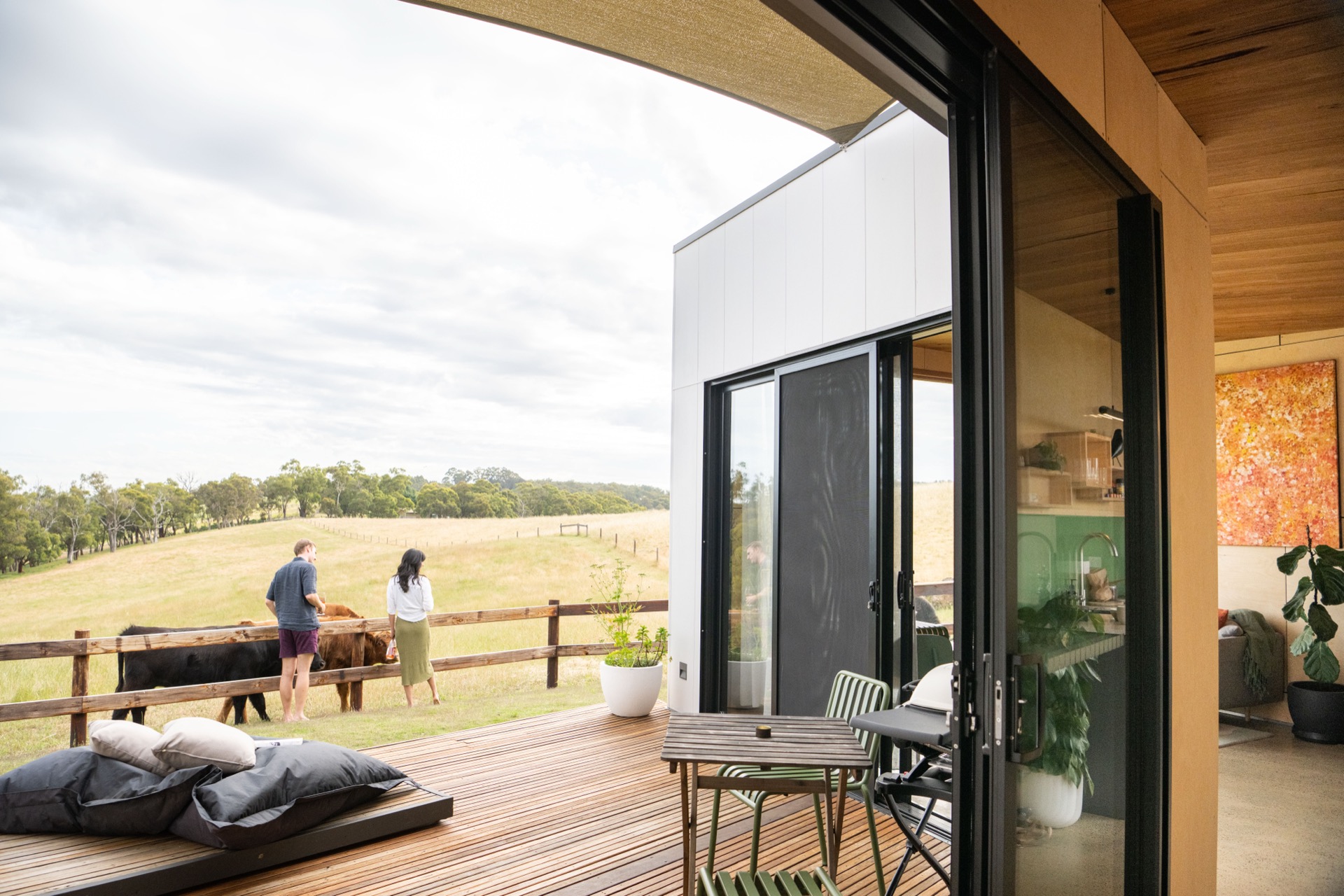 Highland cattle grazing on rolling green paddocks